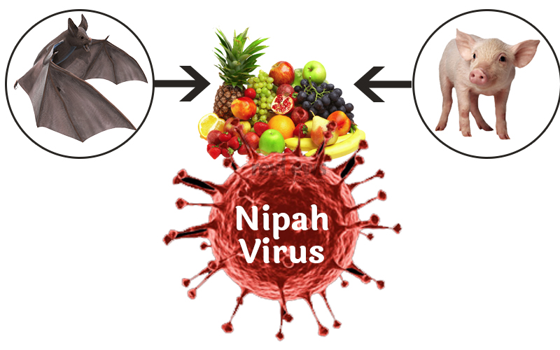 nipah virus in hindi