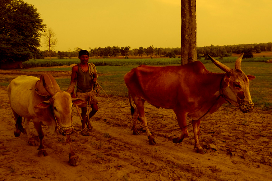 Indian Farmer. Image Source: Pixabay.com