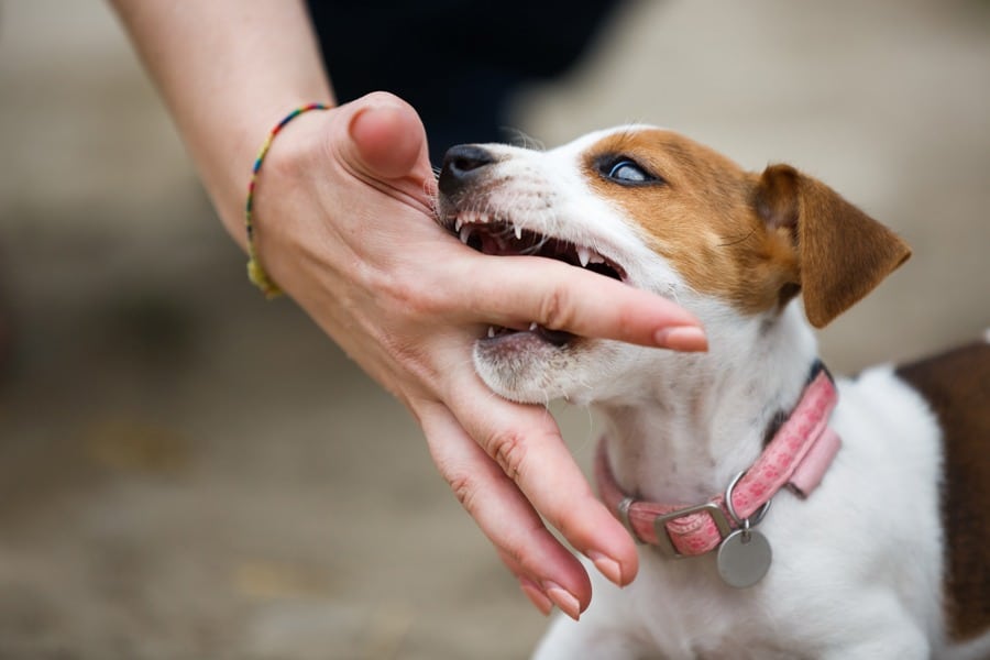 dog-bite-treatment