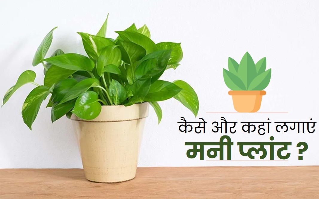 money-plant-tips-in-hindi